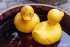 Rosenmarkt-Stadt-Norden-15.6.2025-71