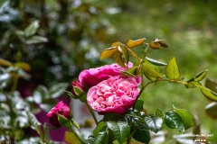 Rosenmarkt-Stadt-Norden-15.6.2025-73