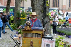 Rosenmarkt-Stadt-Norden-15.6.2025-77