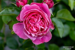 Rosenmarkt-Stadt-Norden-15.6.2025-78