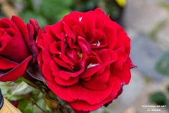 Rosenmarkt-Stadt-Norden-15.6.2025-79