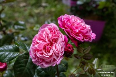 Rosenmarkt-Stadt-Norden-15.6.2025-81