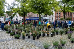 Rosenmarkt-Stadt-Norden-9.6.2024-111