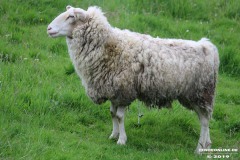 Schafe 