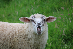 Schafe-Ekeler-Weg-Norden-12.6.2019-2