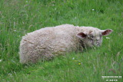 Schafe-Ekeler-Weg-Norden-12.6.2019-4