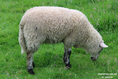 Schafe-Ekeler-Weg-Norden-12.6.2019-5