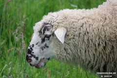 Schafe-Ekeler-Weg-Norden-12.6.2019-7