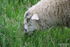Schafe-Ekeler-Weg-Norden-12.6.2019-8