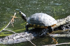 Schildkröten 