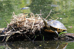 Schildkröten-Schwanenteich-Norden-1.6.2019-1