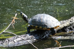 Schildkröten-Schwanenteich-Norden-1.6.2019-2