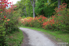 Schlosspark-Lütetsburg-11.5.2019-38