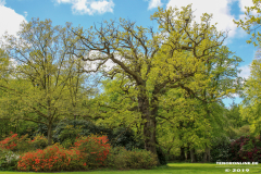 Schlosspark-Lütetsburg-11.5.2019-43