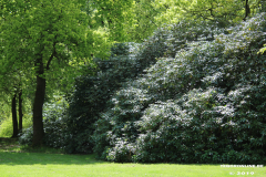 Schlosspark-Lütetsburg-11.5.2019-57