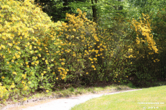 Schlosspark-Lütetsburg-11.5.2019-58