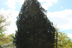 Schlosspark-Lütetsburg-11.5.2019-67
