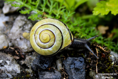 Schnecke-1
