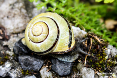 Schnecke-2