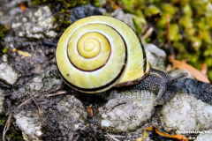 Schnecke-3