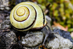 Schnecke-4