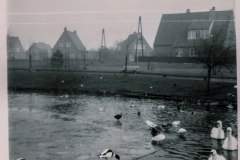 Schwanenteich-Stadt-Norden-1960er-Jahre-Familie-Tenor-10