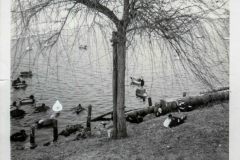 Schwanenteich-Stadt-Norden-1960er-Jahre-Familie-Tenor-13
