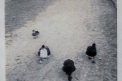 Schwanenteich-Stadt-Norden-1960er-Jahre-Familie-Tenor-6