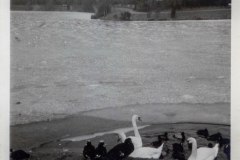 Schwanenteich-Stadt-Norden-1960er-Jahre-Familie-Tenor-9