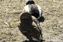 Schwanenteich Norden 15.2.2019-0526