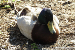 Schwanenteich Norden 15.2.2019-0530