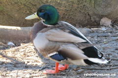 Schwanenteich Norden 15.2.2019-0535