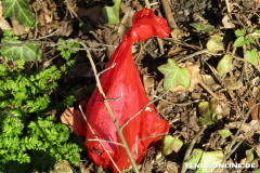 Schwanenteich Norden 15.2.2019-0545