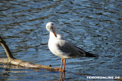 Schwanenteich Norden 15.2.2019-0549