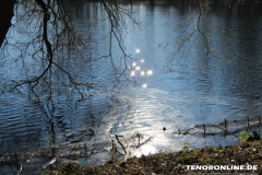 Schwanenteich Norden 15.2.2019-0555