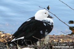 Schwanenteich Norden 15.2.2019-0569