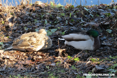 Schwanenteich Norden 15.2.2019-0576