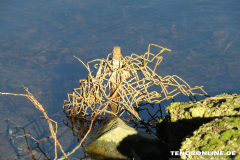Schwanenteich Norden 15.2.2019-0589