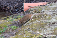 Schwanenteich-Stadt-Norden-24.3.2020-19