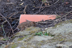 Schwanenteich-Stadt-Norden-24.3.2020-20