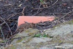 Schwanenteich-Stadt-Norden-24.3.2020-21