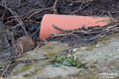 Schwanenteich-Stadt-Norden-24.3.2020-23