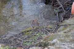Schwanenteich-Stadt-Norden-24.3.2020-24