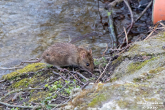 Schwanenteich-Stadt-Norden-24.3.2020-25