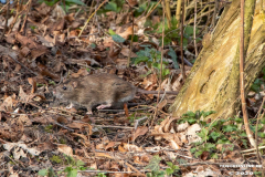 Schwanenteich-Stadt-Norden-24.3.2020-28