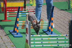 Kaninhop-Sommerfest-Haus-der-Vereine-Norden-9.6.2019-10