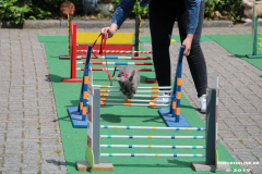 Kaninhop-Sommerfest-Haus-der-Vereine-Norden-9.6.2019-13