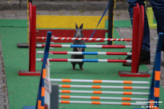 Kaninhop-Sommerfest-Haus-der-Vereine-Norden-9.6.2019-14