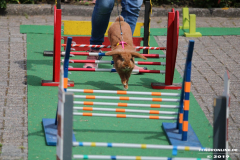 Kaninhop-Sommerfest-Haus-der-Vereine-Norden-9.6.2019-20