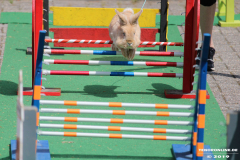 Kaninhop-Sommerfest-Haus-der-Vereine-Norden-9.6.2019-22
